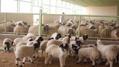 الزراعة: نغطي 50% من حاجة السوق من اللحوم ونعمل على تشجيع الاستثمار لسد العجز