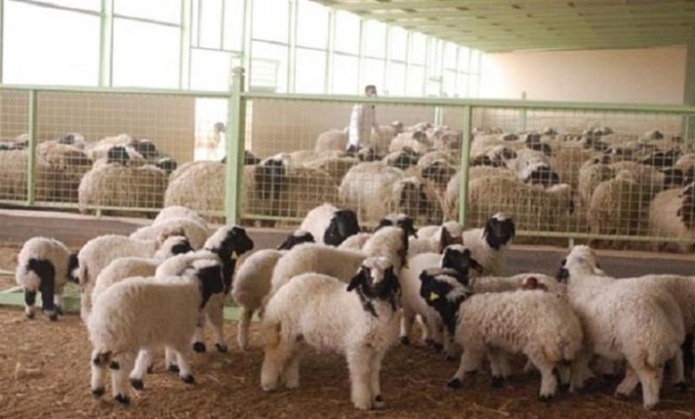 الزراعة: نغطي 50% من حاجة السوق من اللحوم ونعمل على تشجيع الاستثمار لسد العجز